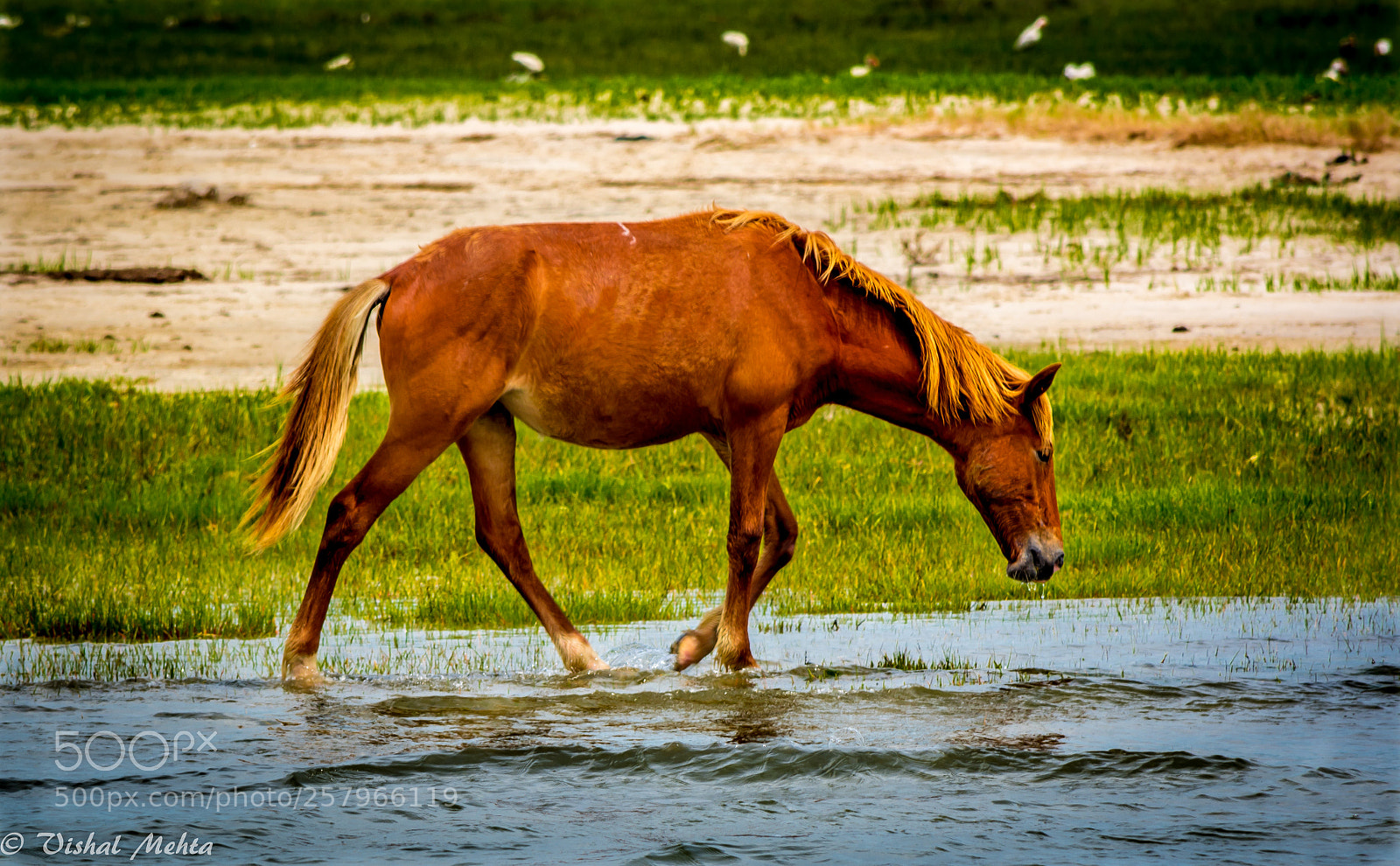 Nikon D5200 sample photo. Horses in wild photography