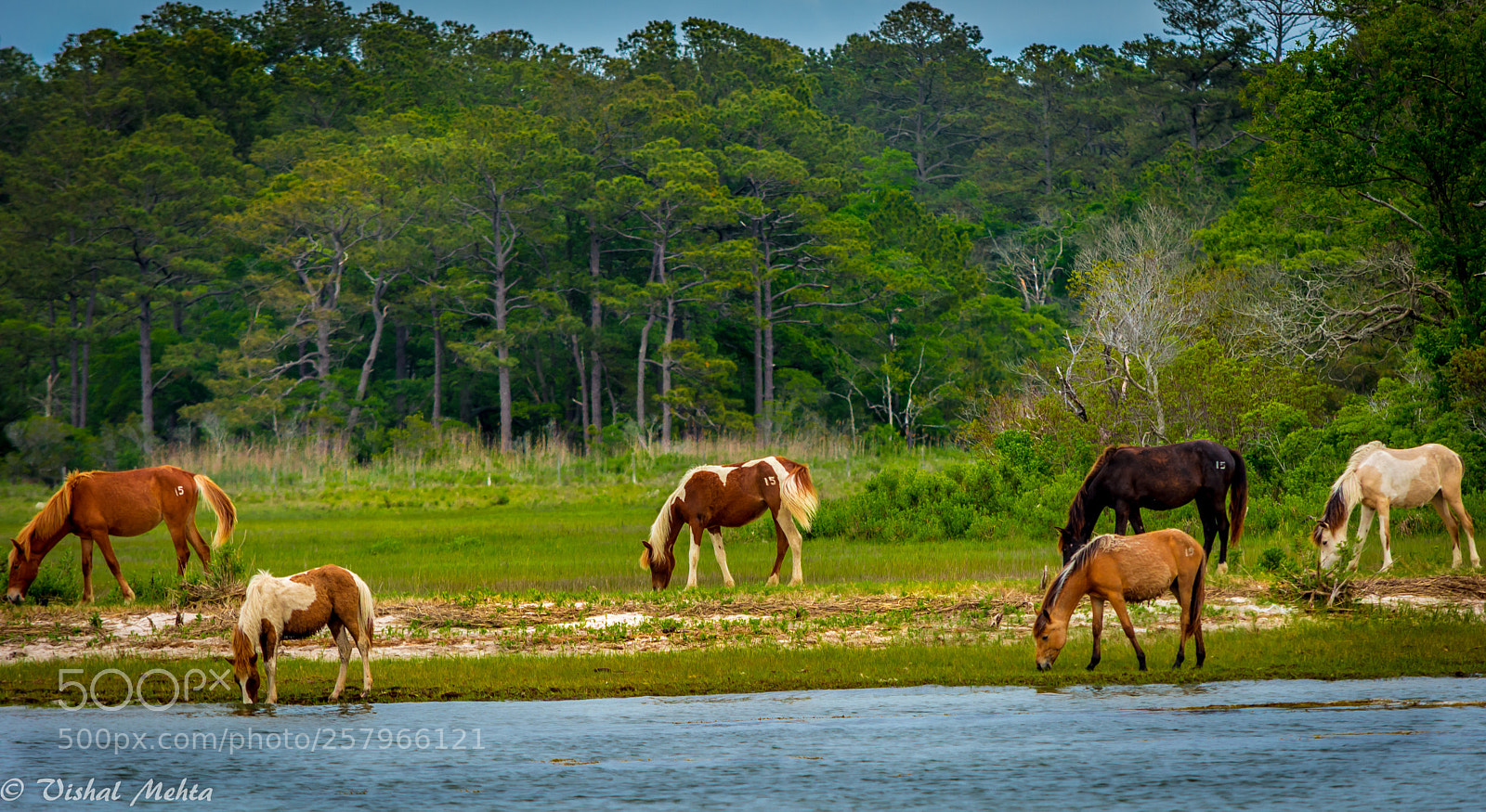 Nikon D5200 sample photo. Horses in wild photography
