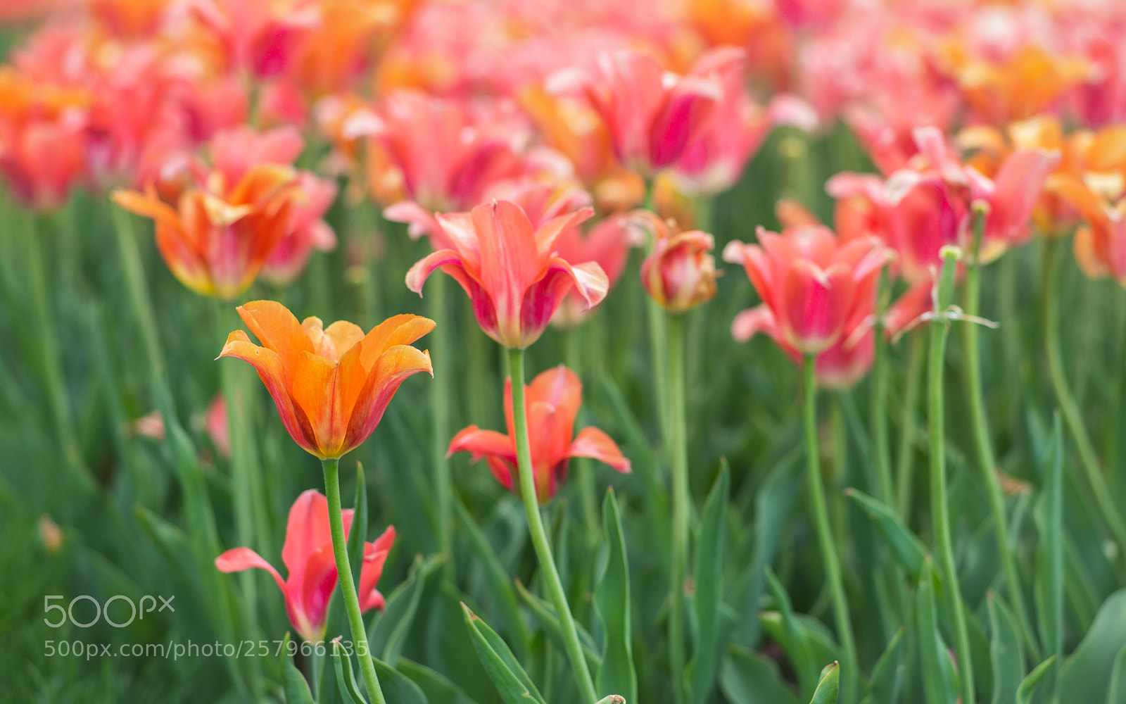 Leica M (Typ 240) sample photo. Tulips forever photography