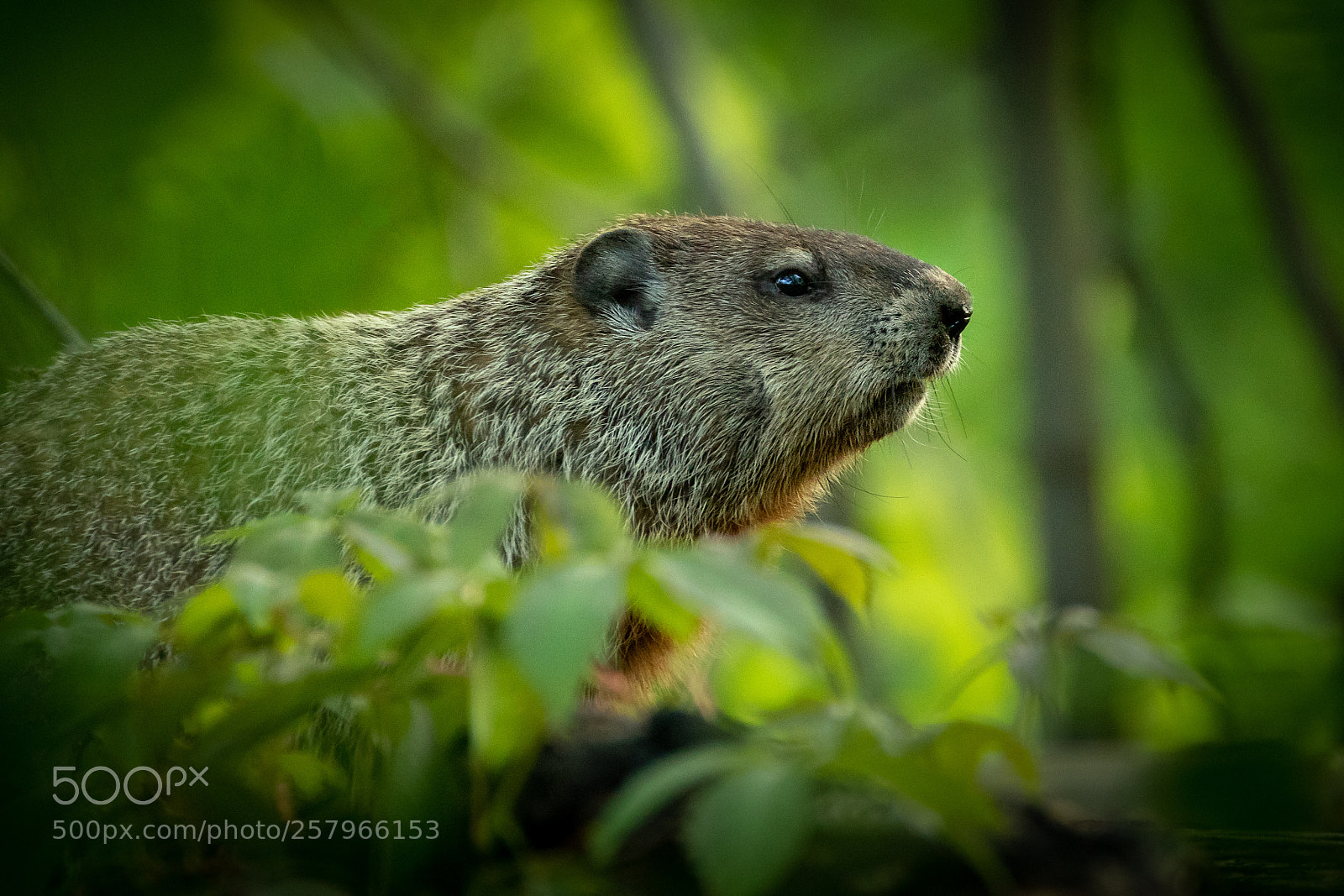 Canon EOS 7D Mark II sample photo. In the forest photography