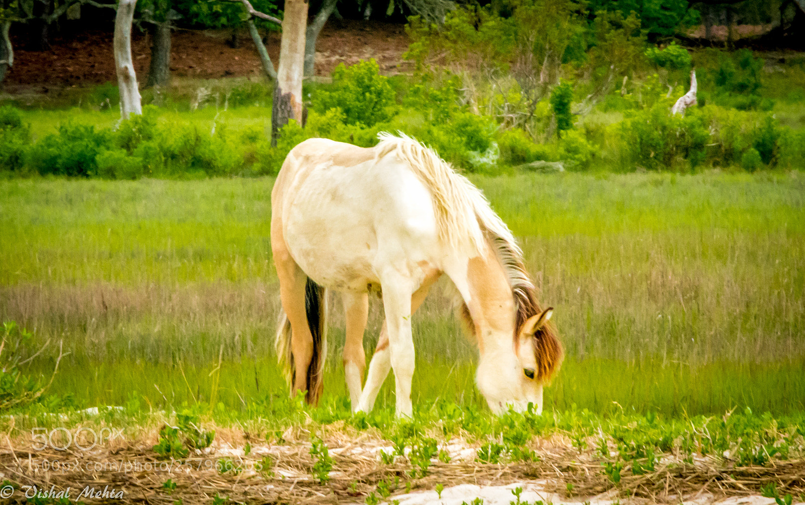 Nikon D5200 sample photo. Horses in wild photography