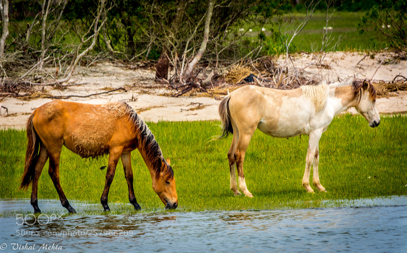 Nikon D5200 sample photo. Horses in wild photography
