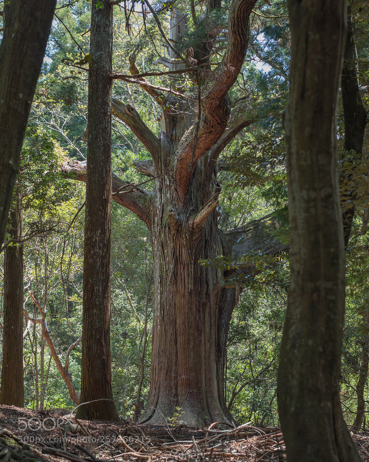 Canon EOS 80D sample photo. Big tree. photography