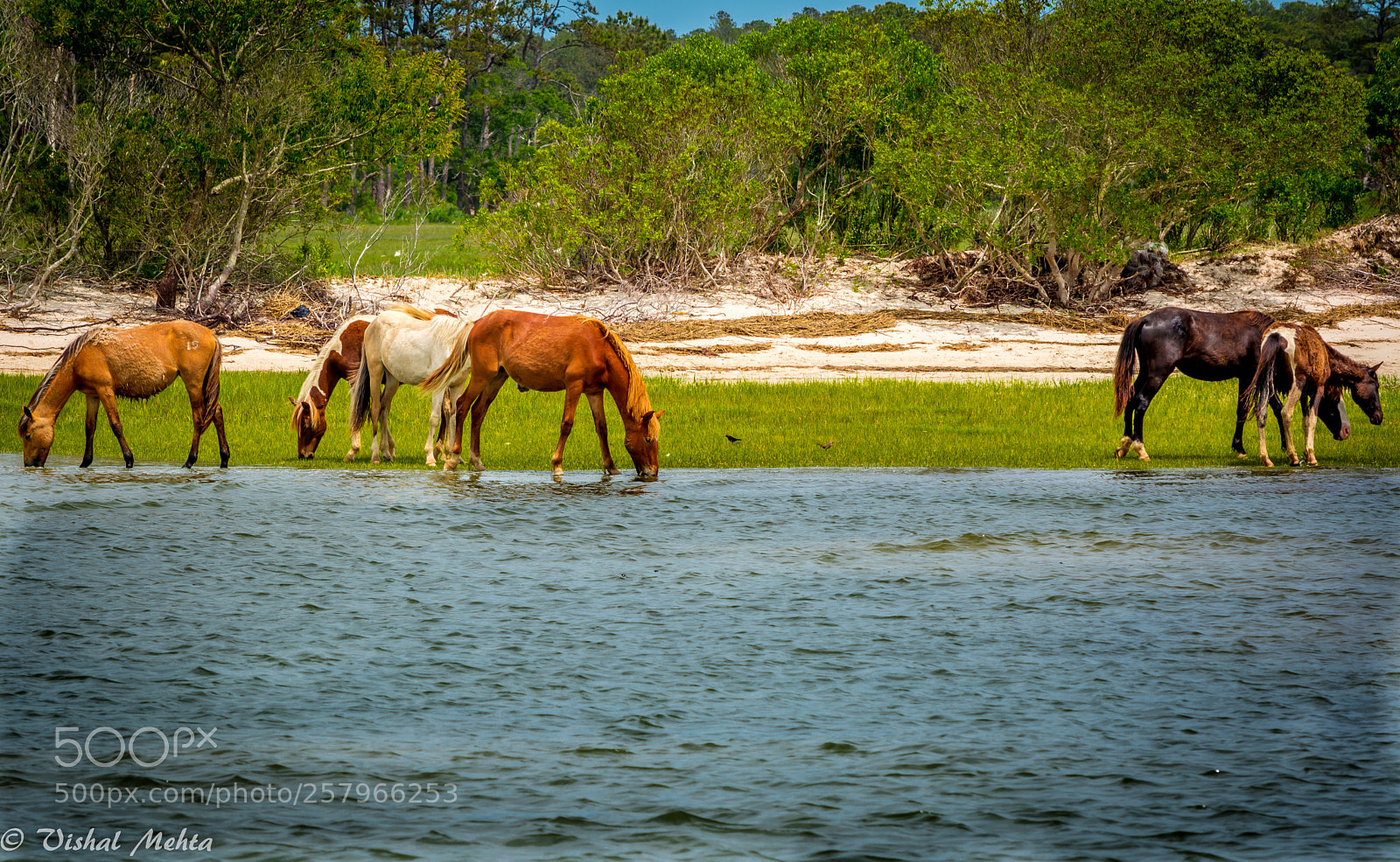 Nikon D5200 sample photo. Horses in wild photography