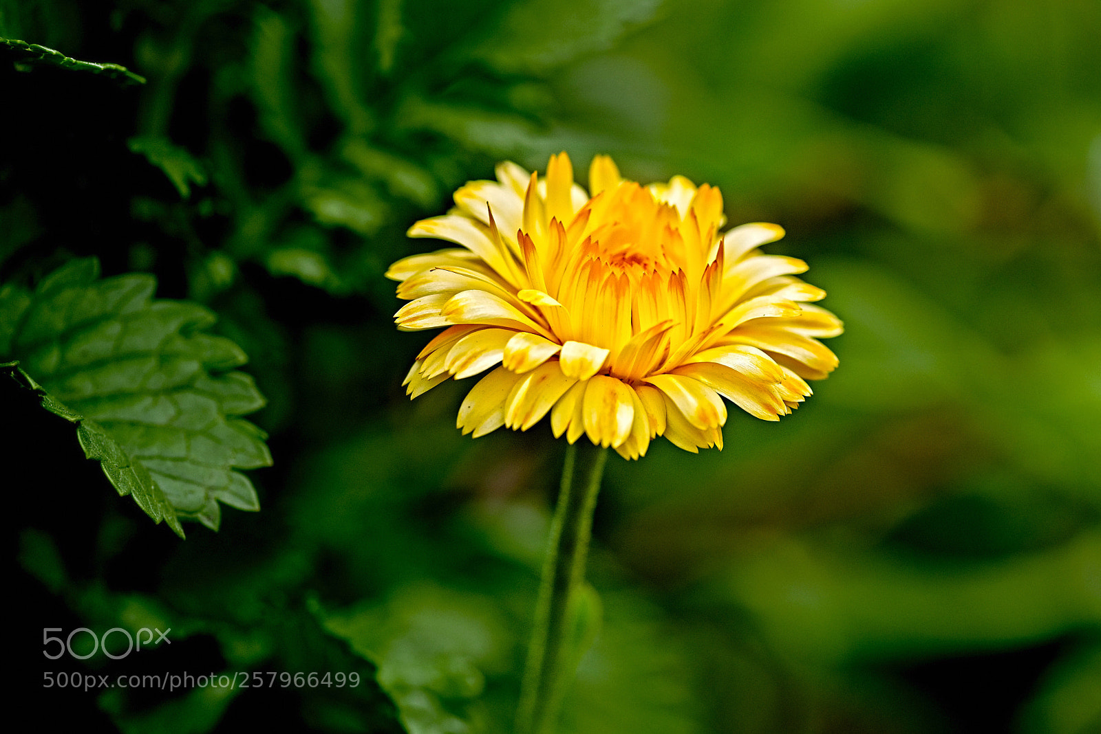 Nikon D750 sample photo. Lonely beauty  photography