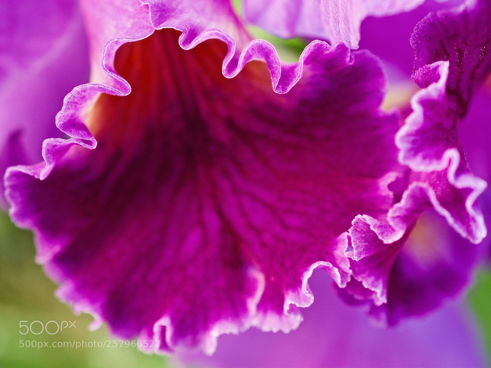 Nikon D7100 sample photo. "fuchsia" photography