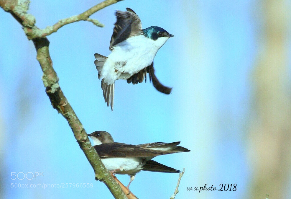 Canon EOS 7D Mark II sample photo. Blue swallow photography