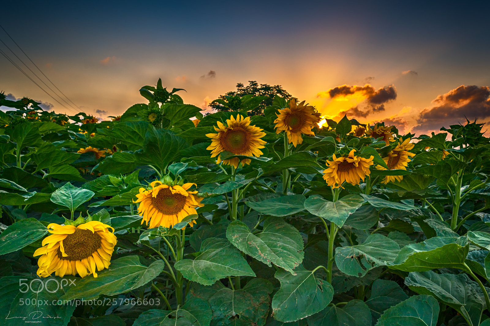 Nikon D850 sample photo. Sunflowers time to shine photography