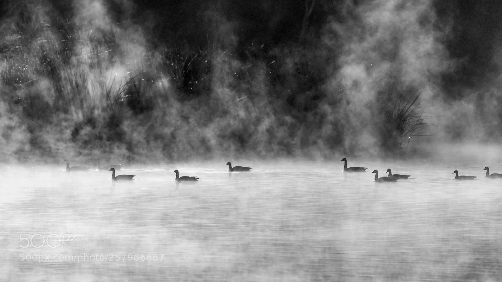Nikon D810 sample photo. Steamy morning photography