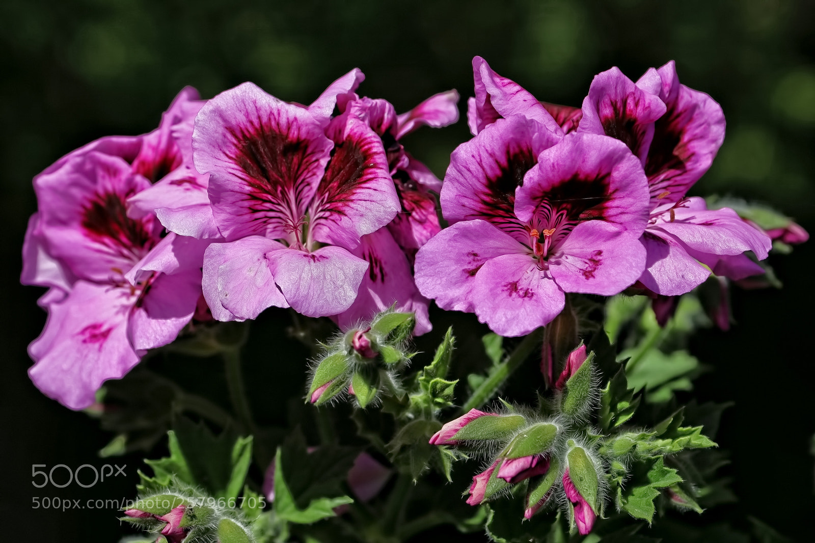 Canon EOS 80D sample photo. Pelargonium crispum photography