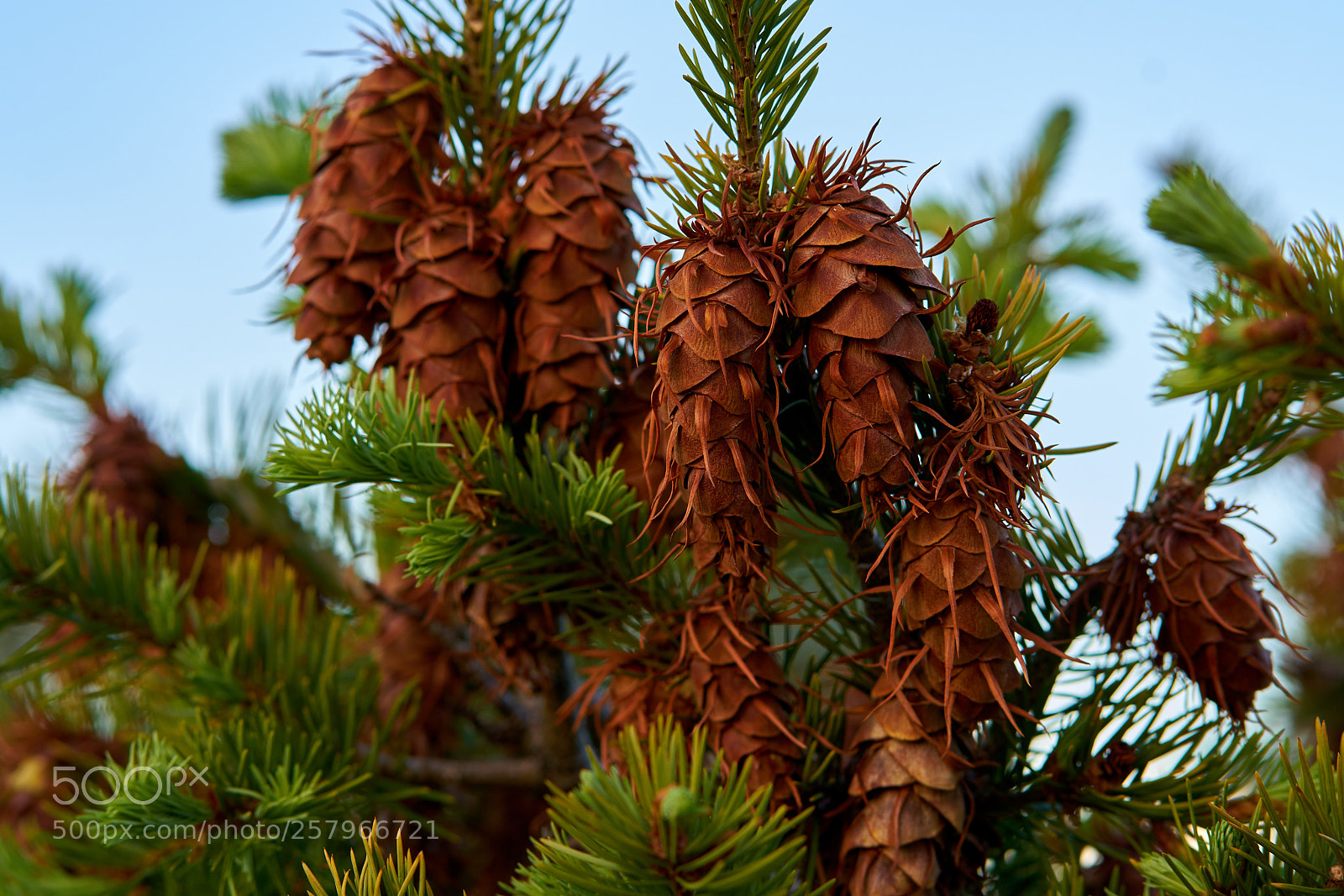 Sony a7R II sample photo. Alien species? photography