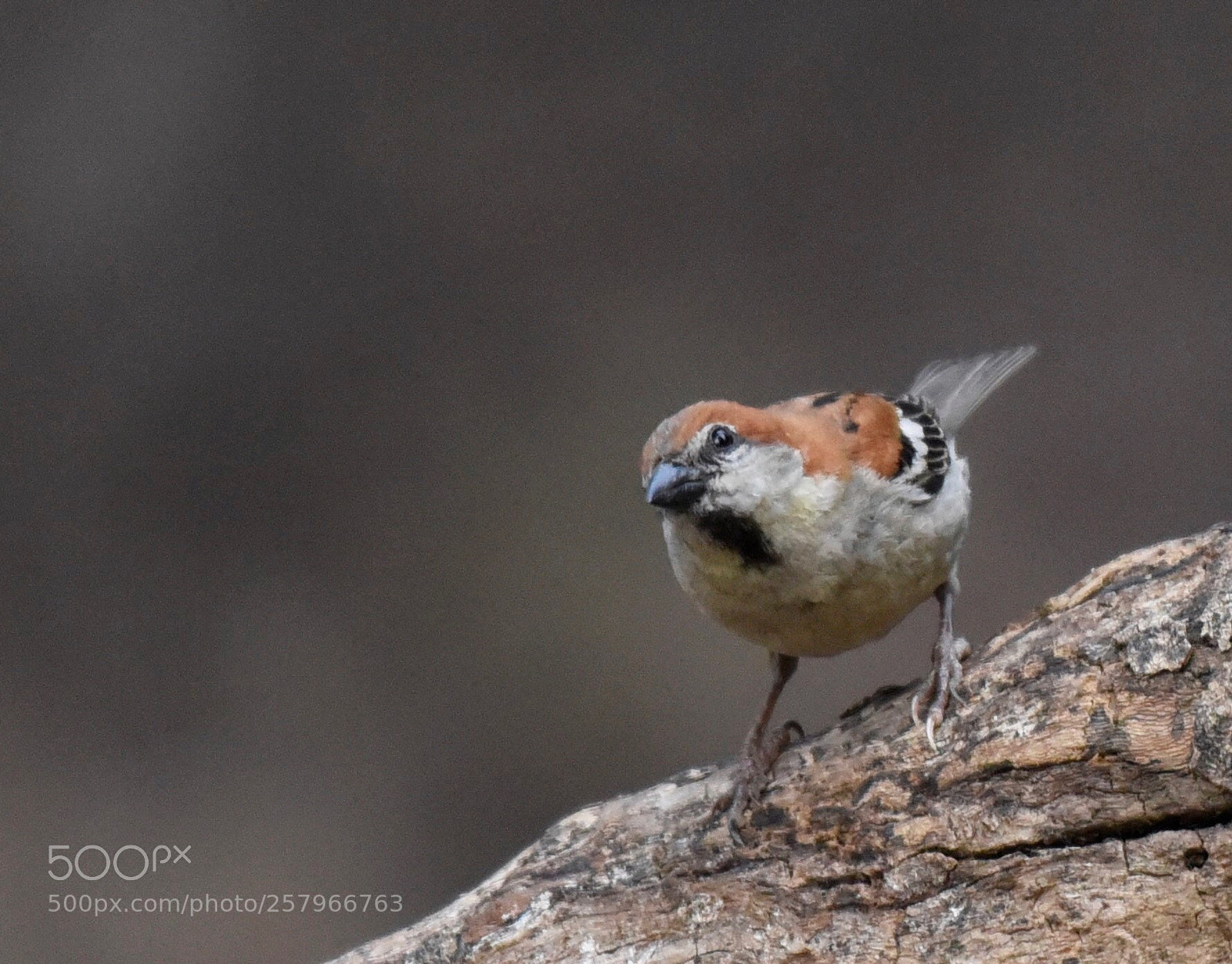 Nikon D750 sample photo. Common bird photography