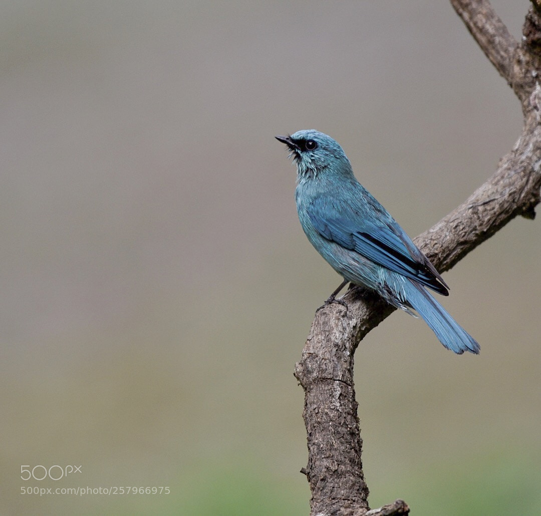 Nikon D750 sample photo. Verditer flycatcher photography