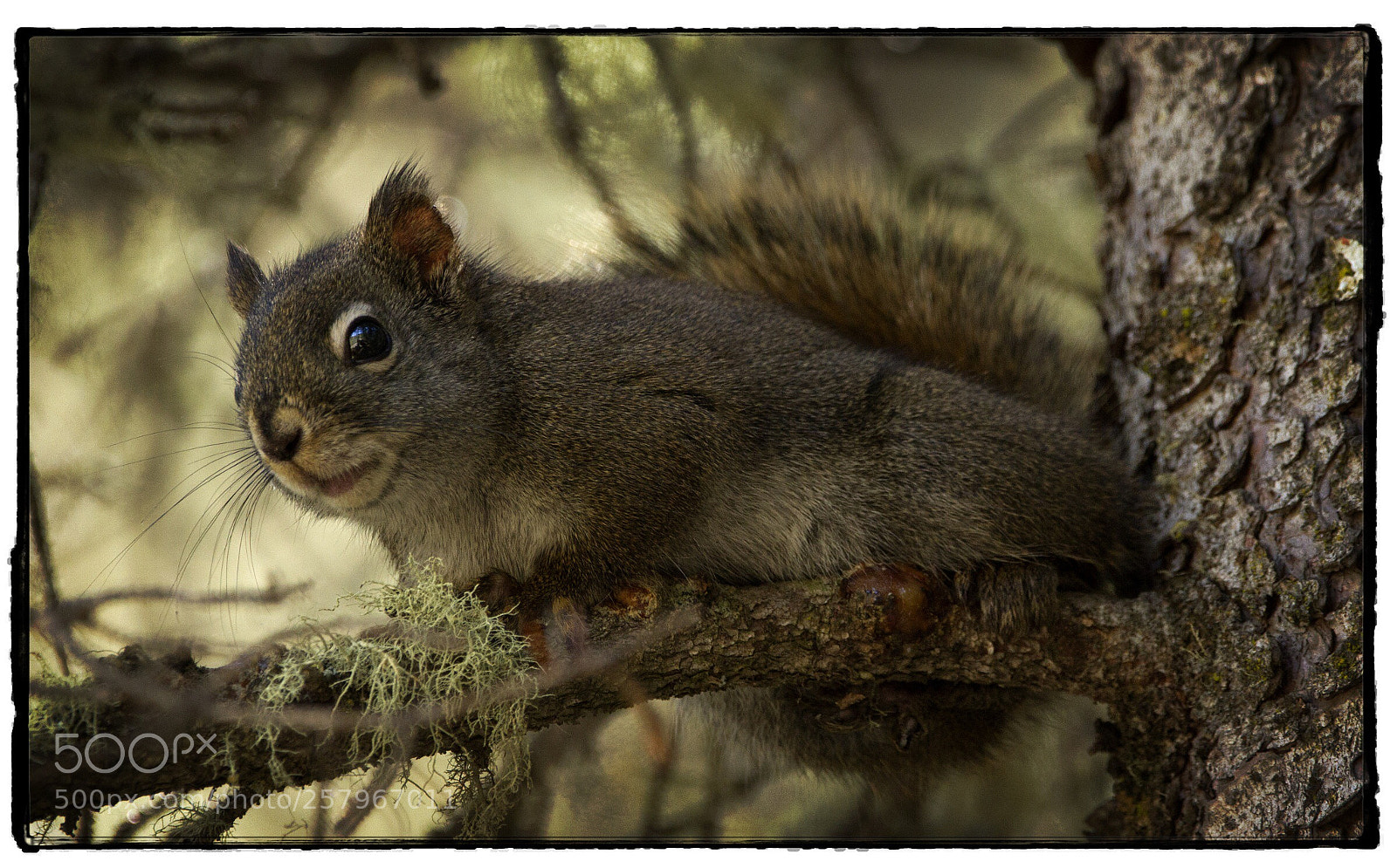 Canon EOS 7D sample photo. Squirrel in kananaskis county 1. photography