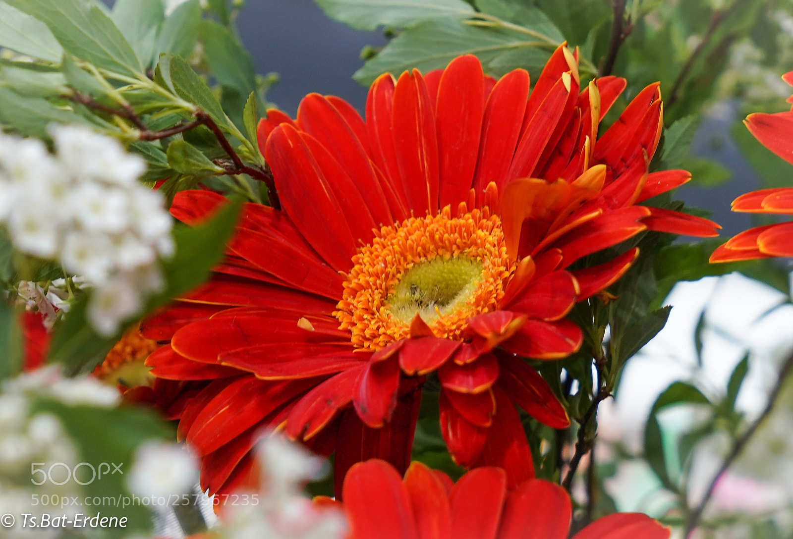 Sony a7R III sample photo. Blossom photography