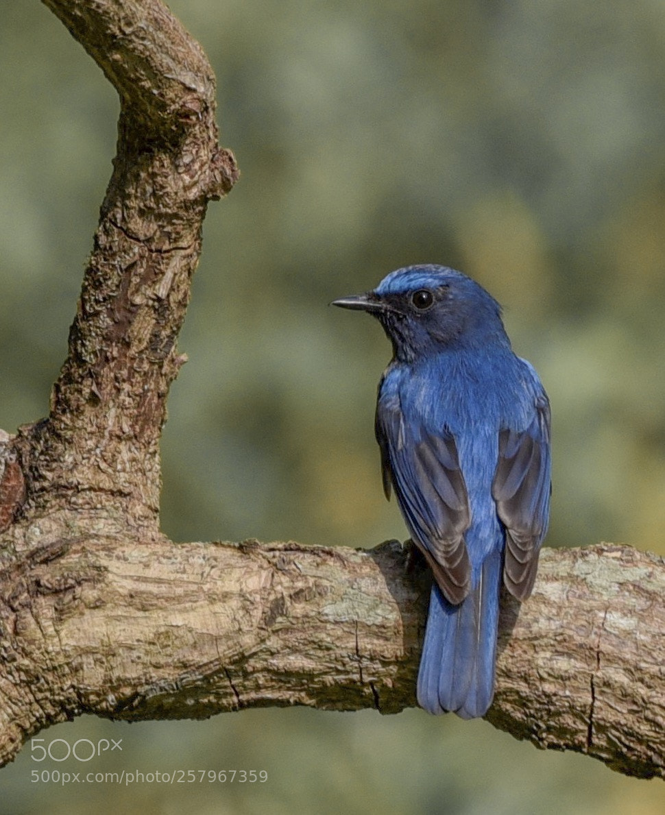 Nikon D750 sample photo. Small nilvata photography