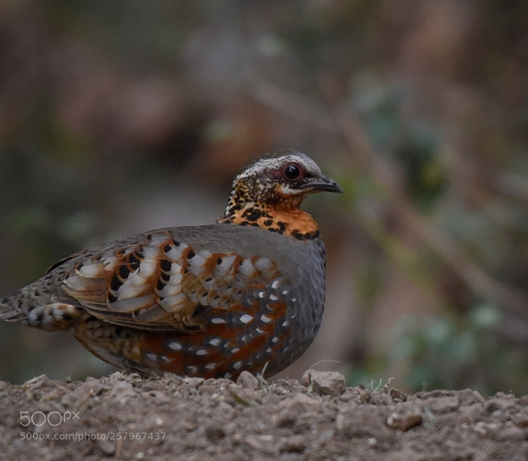 Nikon D750 sample photo. Indian savanna photography