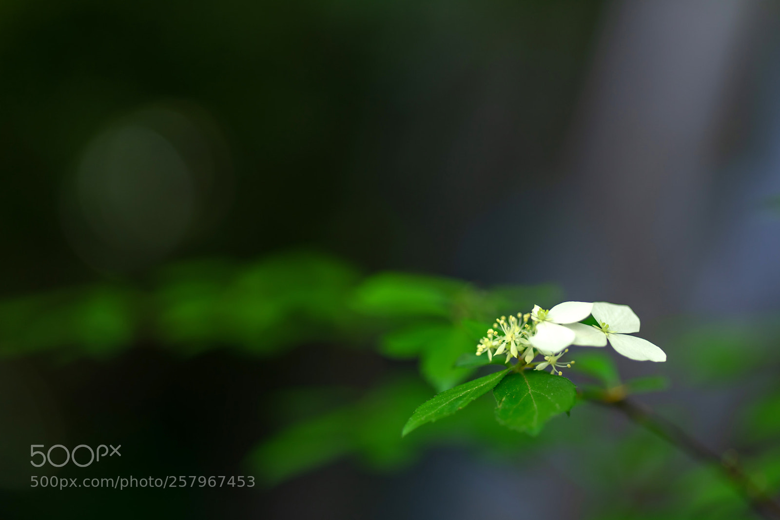 Sony a7 II sample photo. Flower of mitaki temple photography
