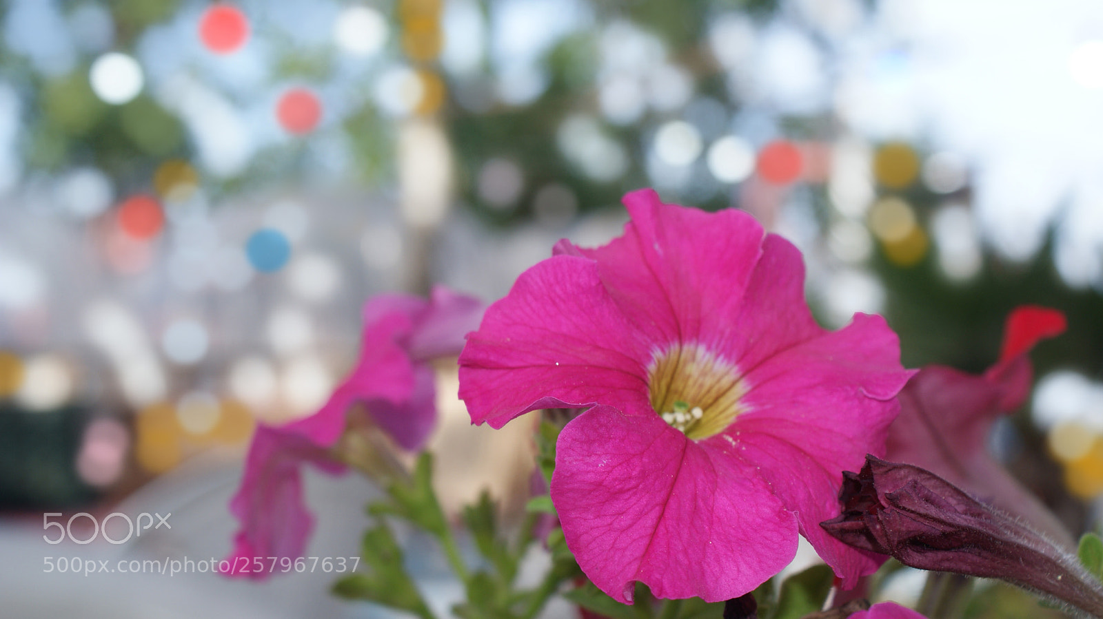 Sony Alpha DSLR-A200 sample photo. Untitled photography