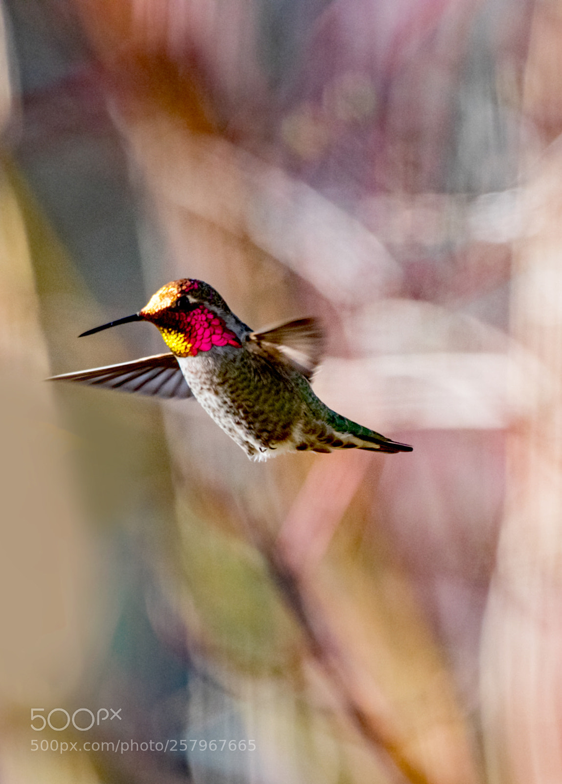 Nikon D750 sample photo. Hummingbird photography