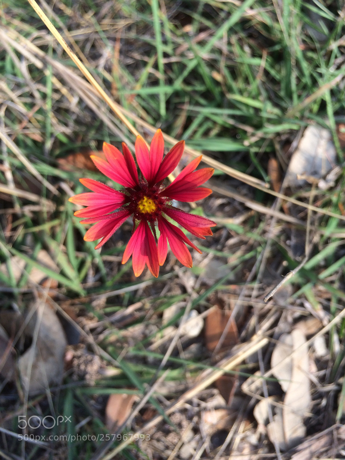 Apple iPhone 5s sample photo. Lil red photography