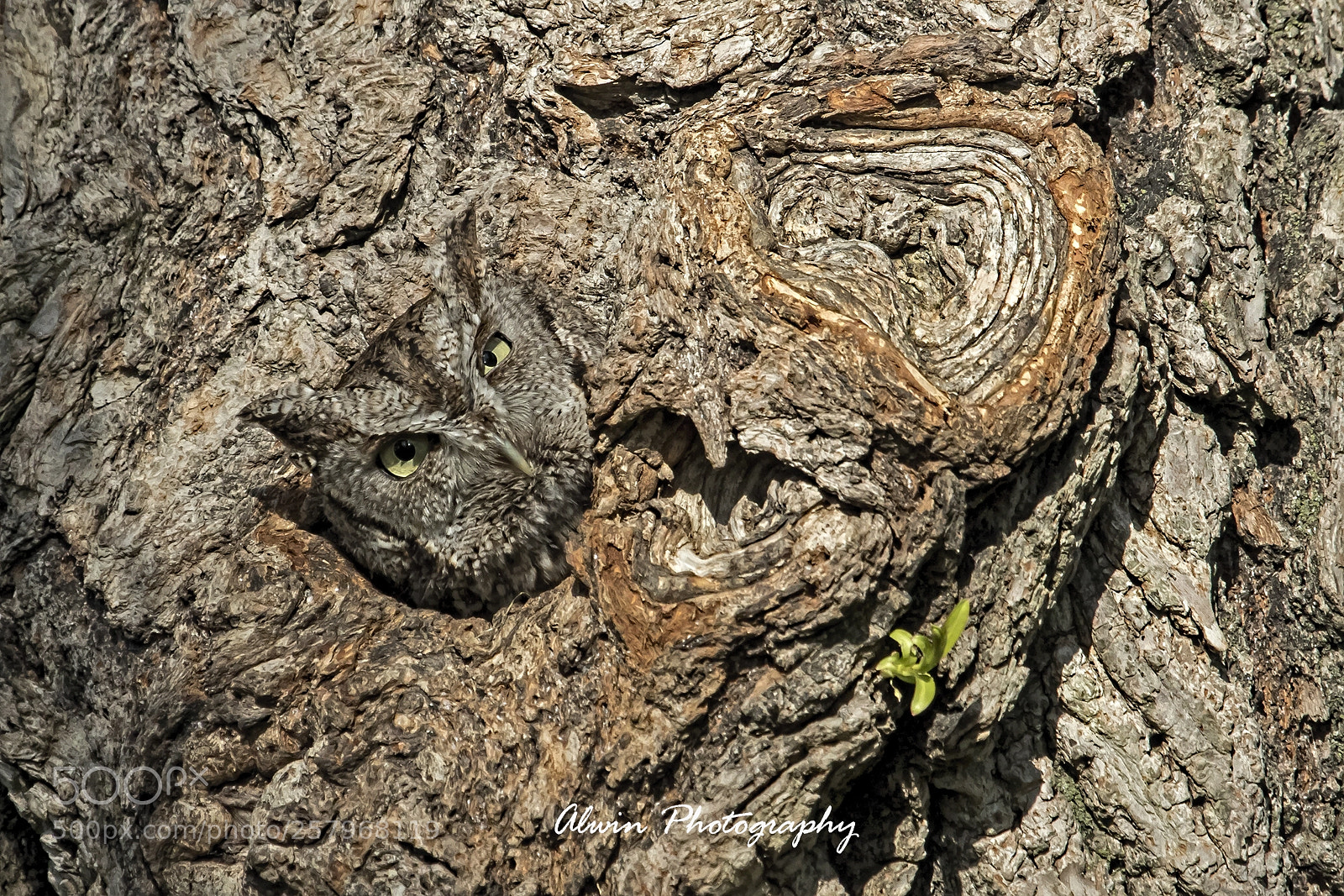 Canon EOS 7D Mark II sample photo. Screech-owl photography