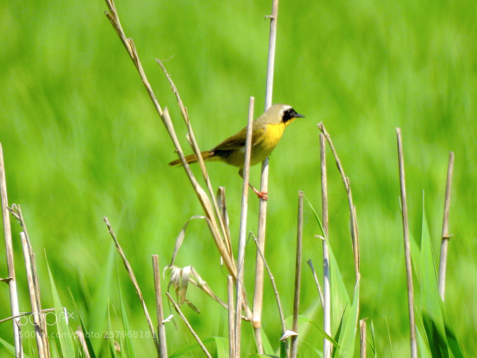 Nikon Coolpix P900 sample photo. Common yellow-throat photography