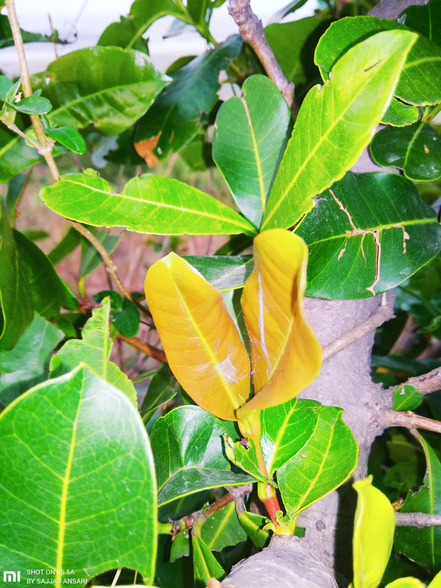 Xiaomi Redmi 5A sample photo. Natural photography