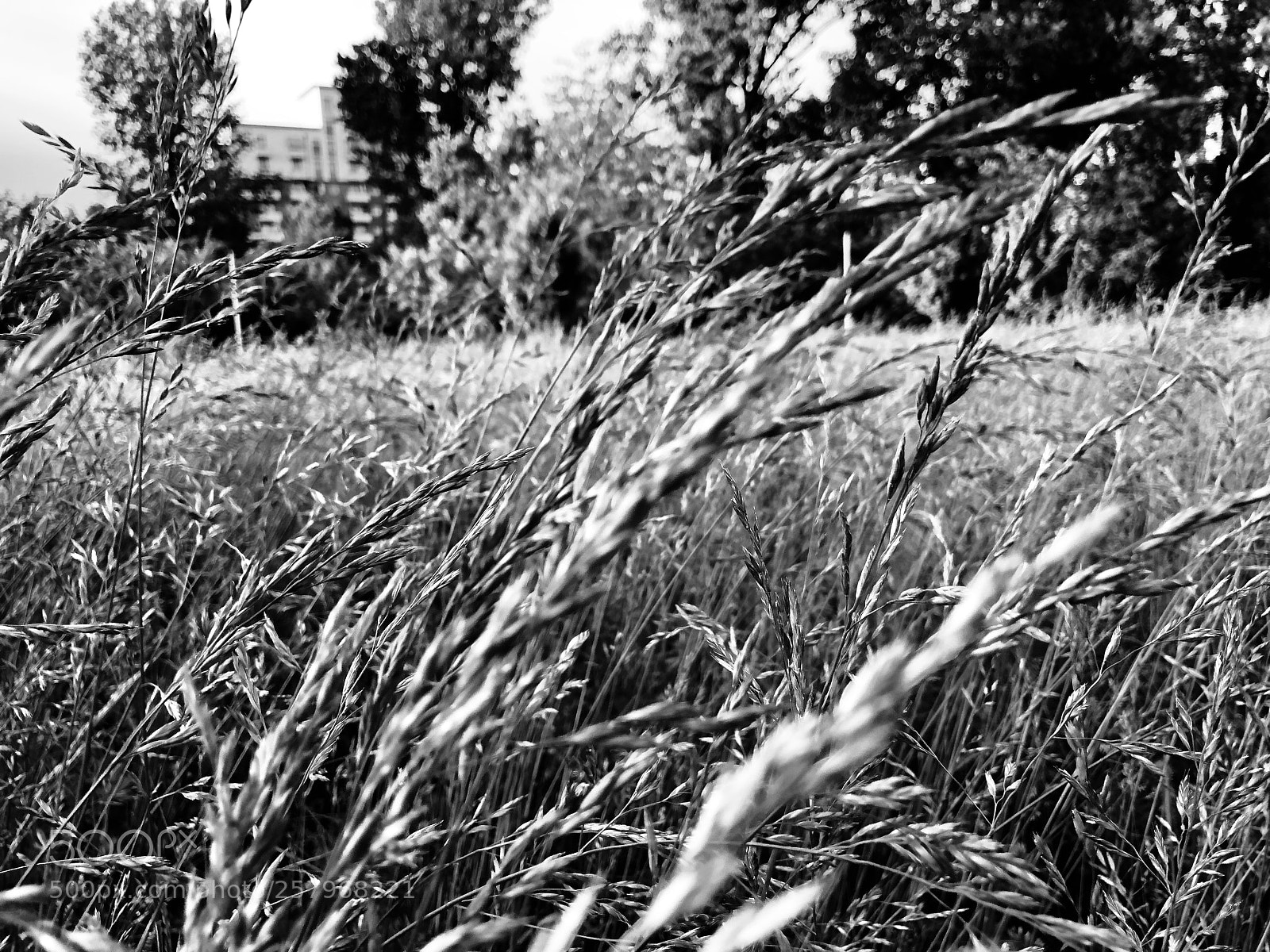 Apple iPhone X sample photo. Park photography