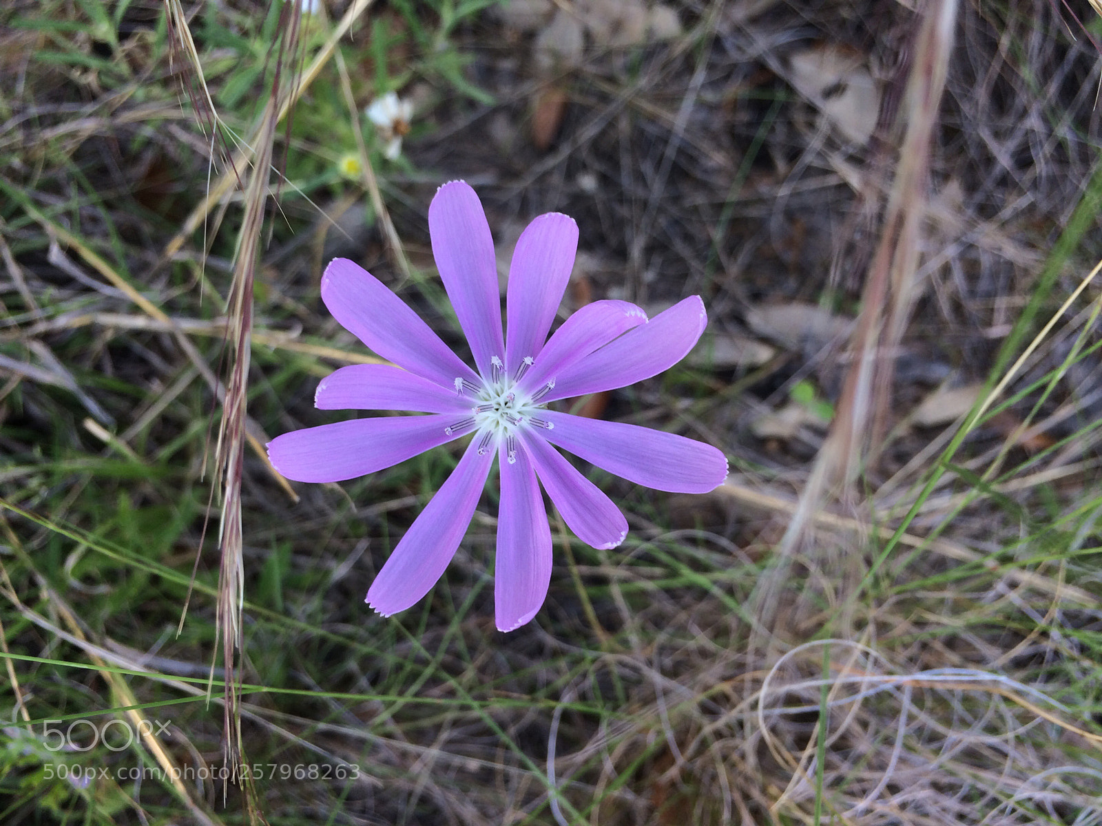 Apple iPhone 5s sample photo. Centered lavender  photography