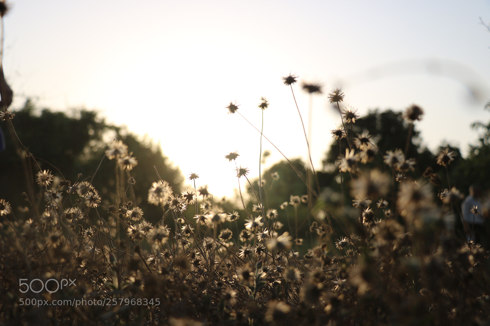Canon EOS 760D (EOS Rebel T6s / EOS 8000D) sample photo. Untitled photography