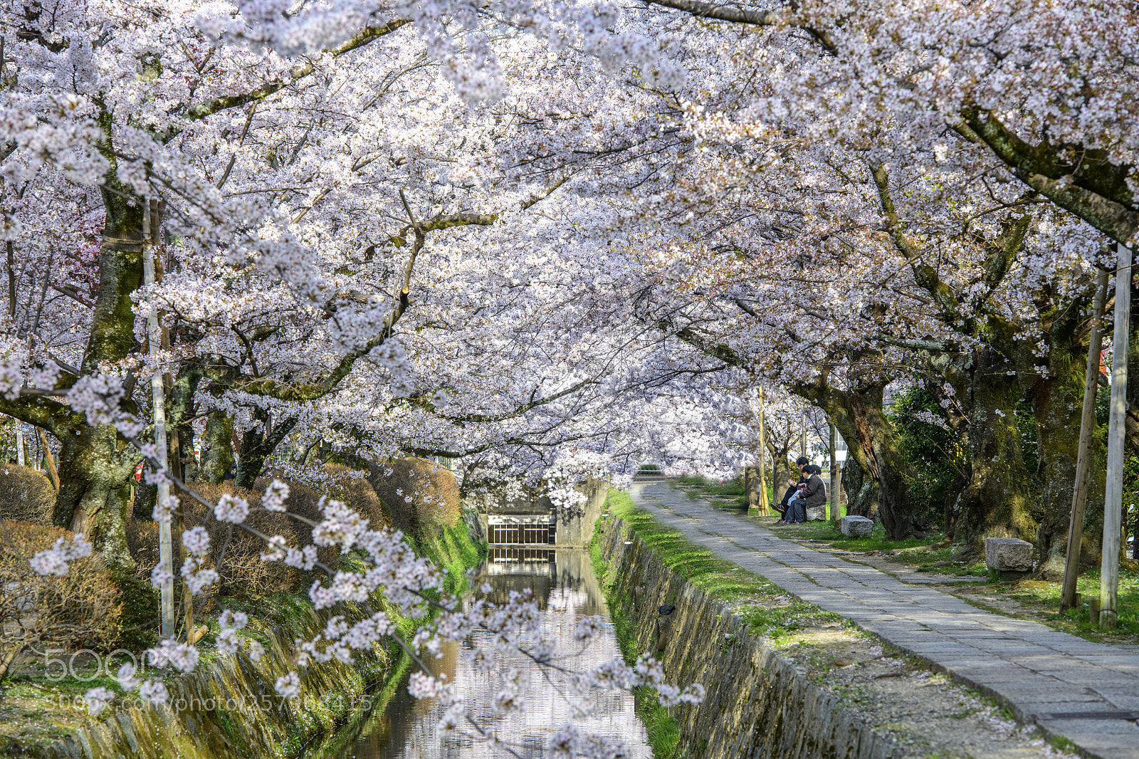 Nikon D850 sample photo. Sakura at philosopher's walk (哲学の道) photography