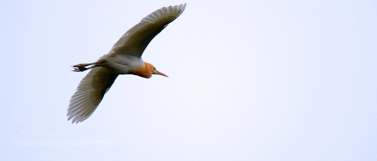 Canon EOS 7D Mark II sample photo. Cattle egret flying photography