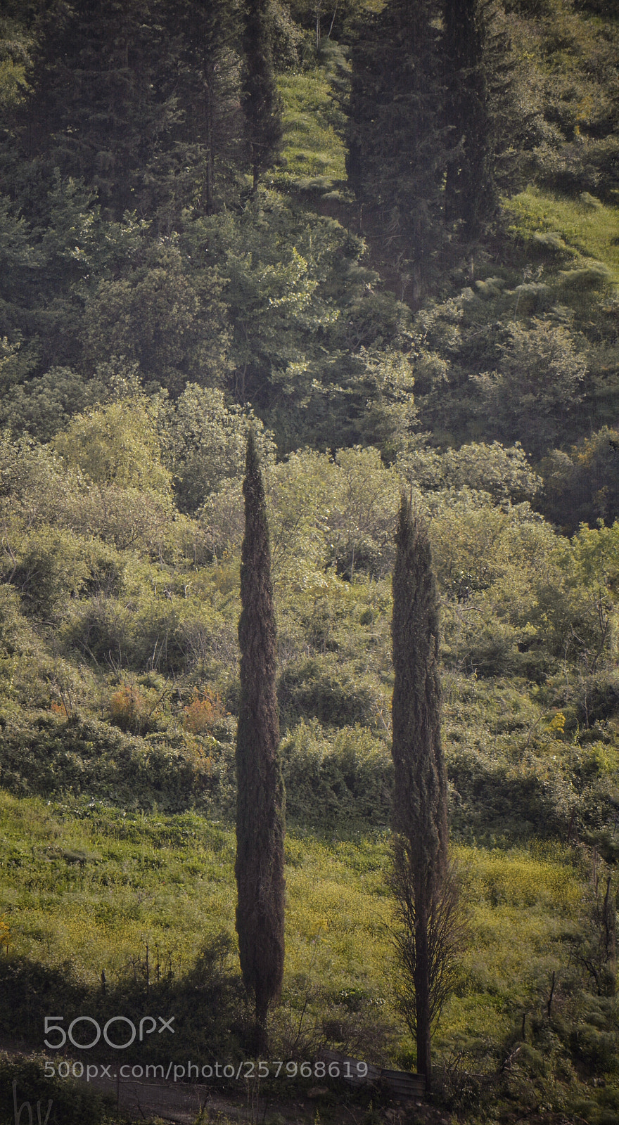 Nikon D7100 sample photo. Tall and beautiful photography