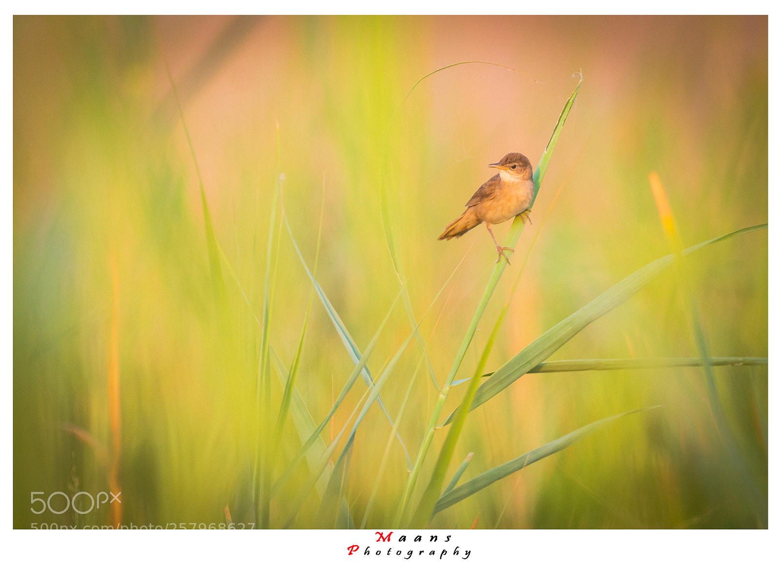 Canon EOS 70D sample photo. Warbler photography