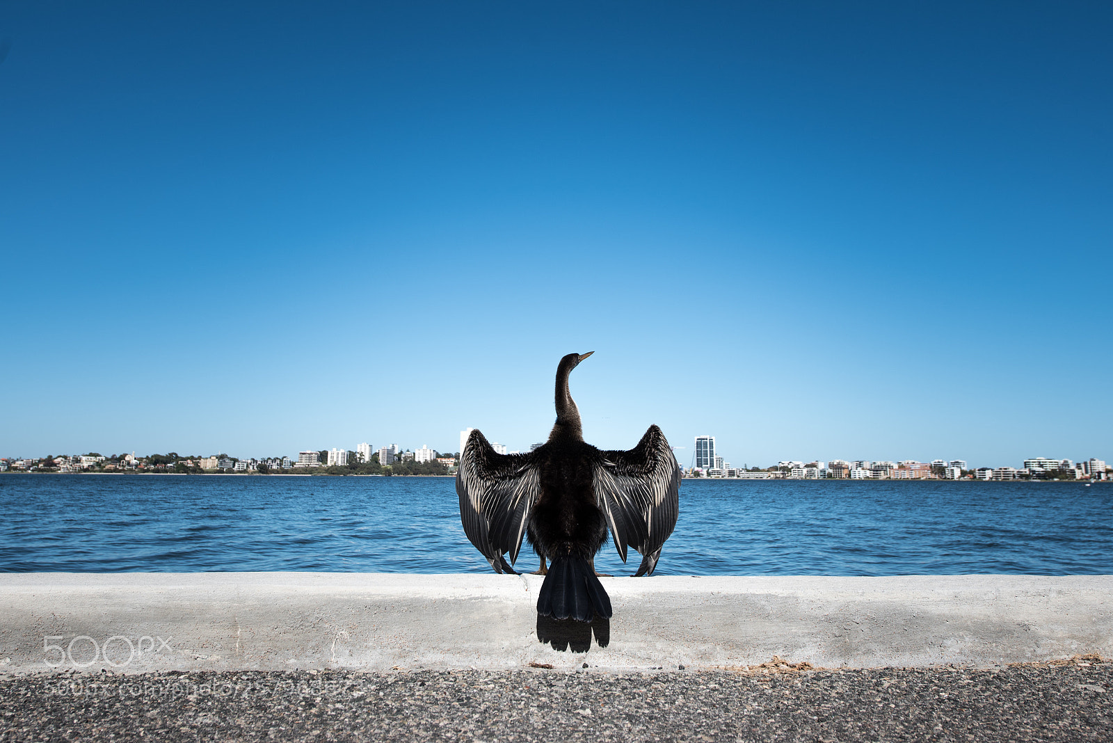 Nikon D750 sample photo. Bird photography