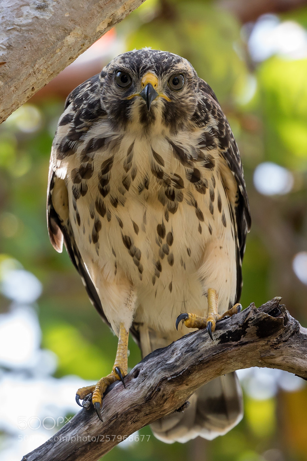 Canon EOS 5D Mark IV sample photo. Hawk photography
