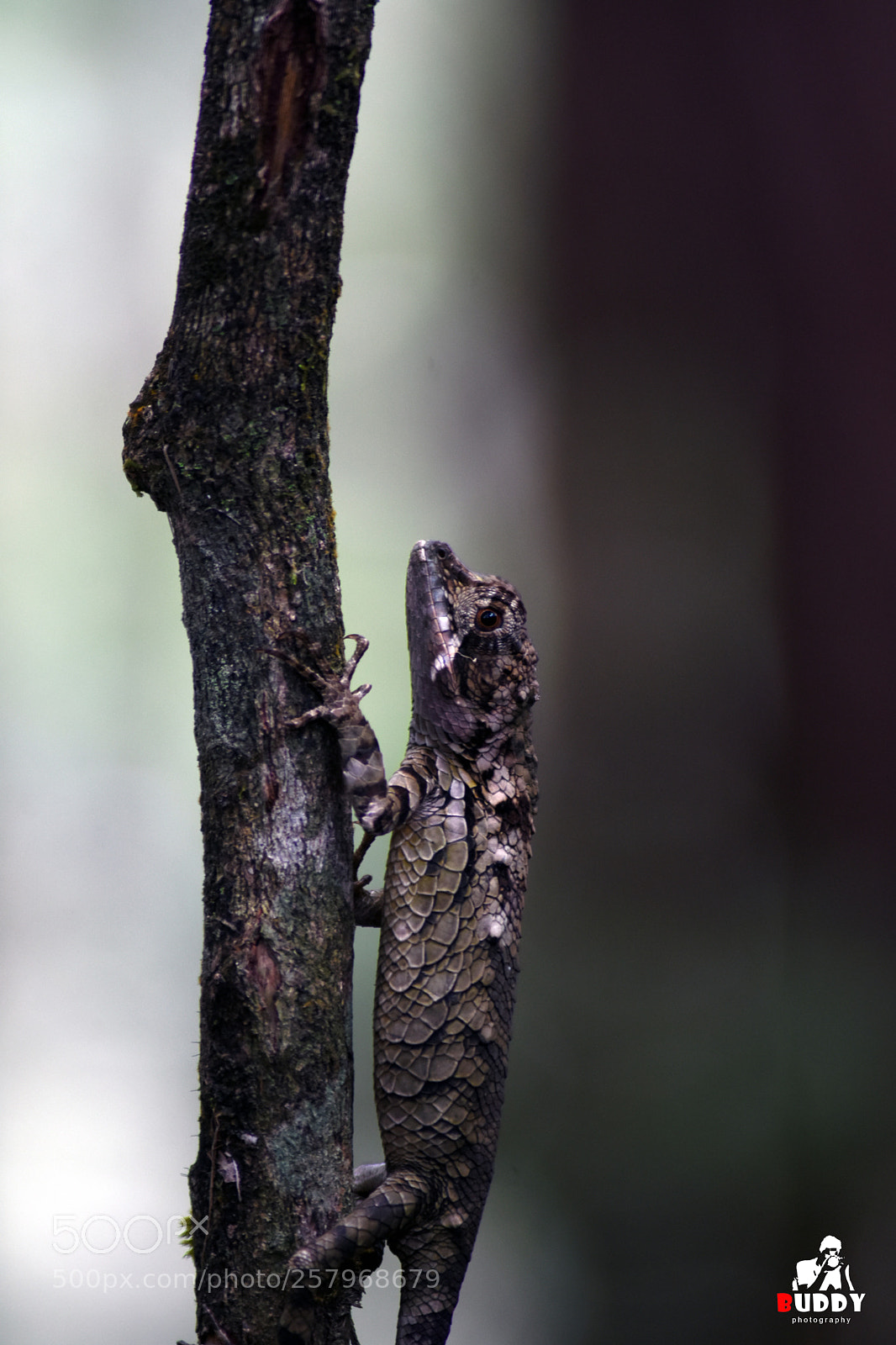 Nikon D7200 sample photo. Lizard photography