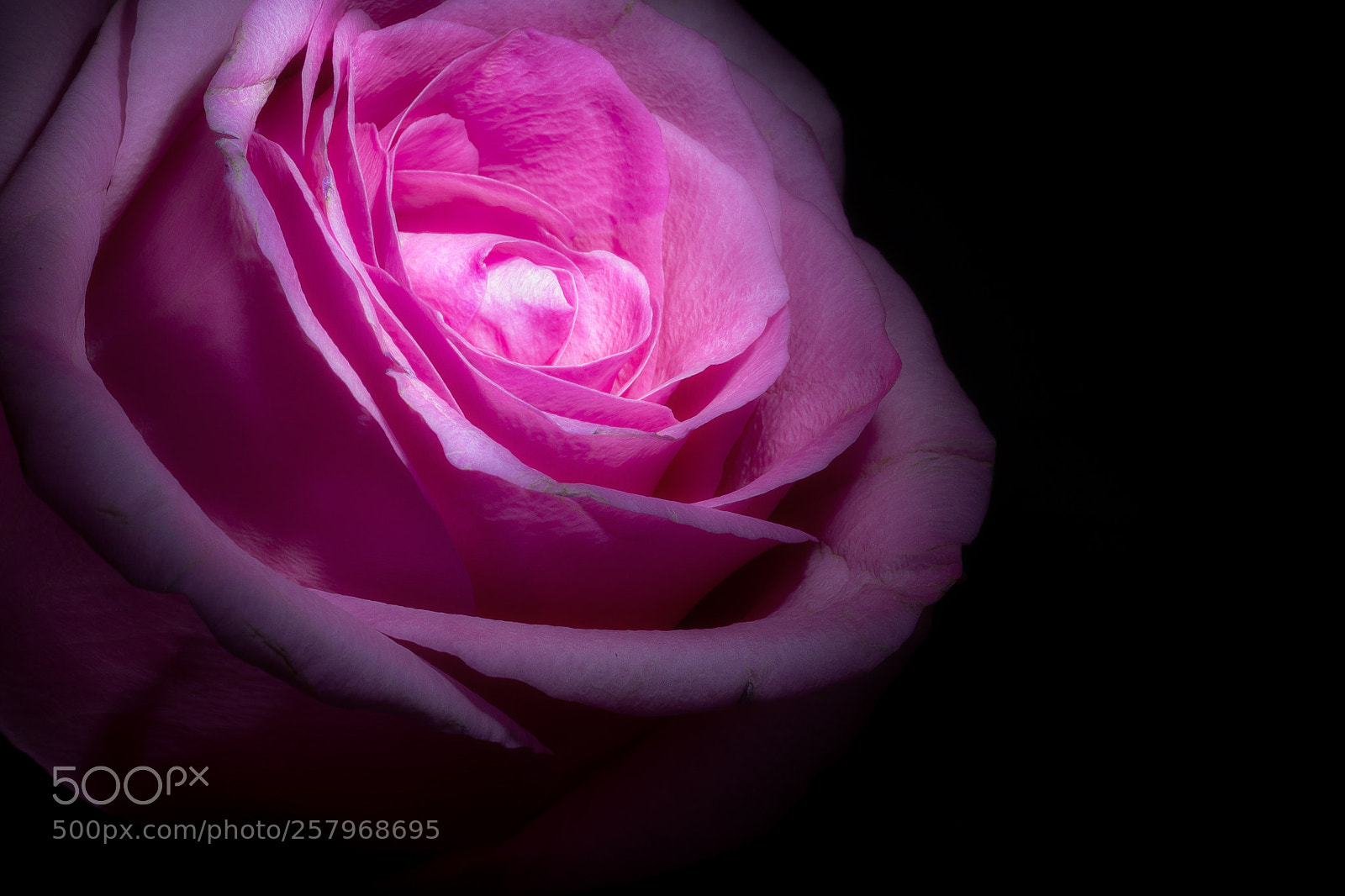 Canon EOS 5D Mark IV sample photo. A good night rose. photography