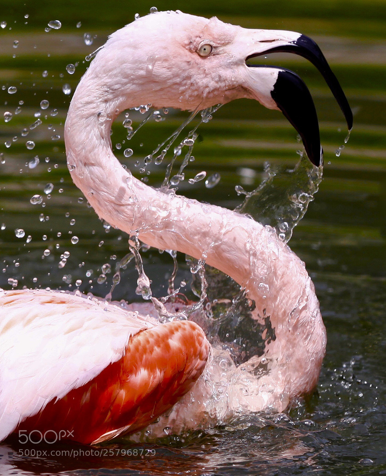 Canon EOS 50D sample photo. Flamingo photography