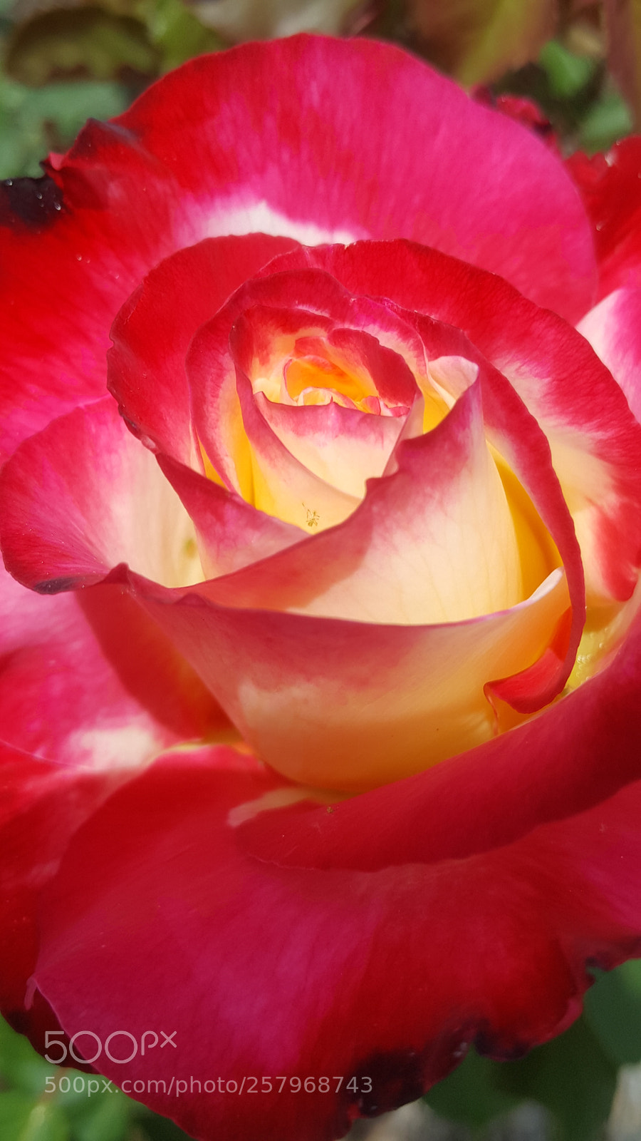 Samsung Galaxy Note5 sample photo. Rose.early morning. photography