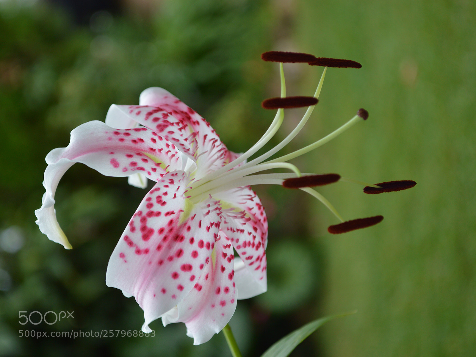 Nikon D3200 sample photo. "lily" photography
