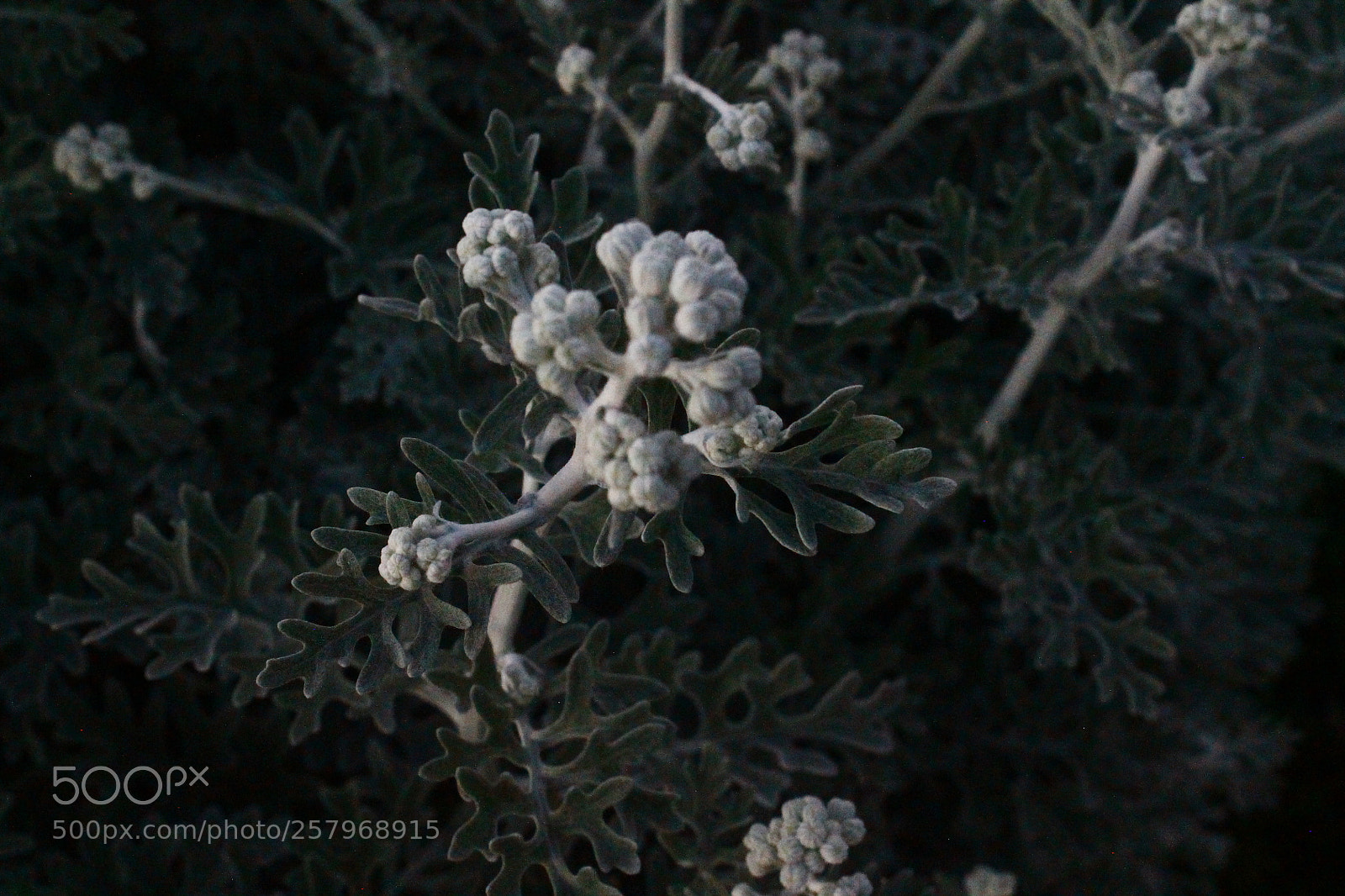 Canon EOS 1100D (EOS Rebel T3 / EOS Kiss X50) sample photo. The cold nature photography