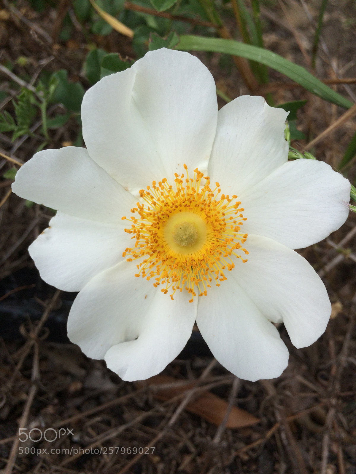 Apple iPhone 5s sample photo. Dash of gold! photography