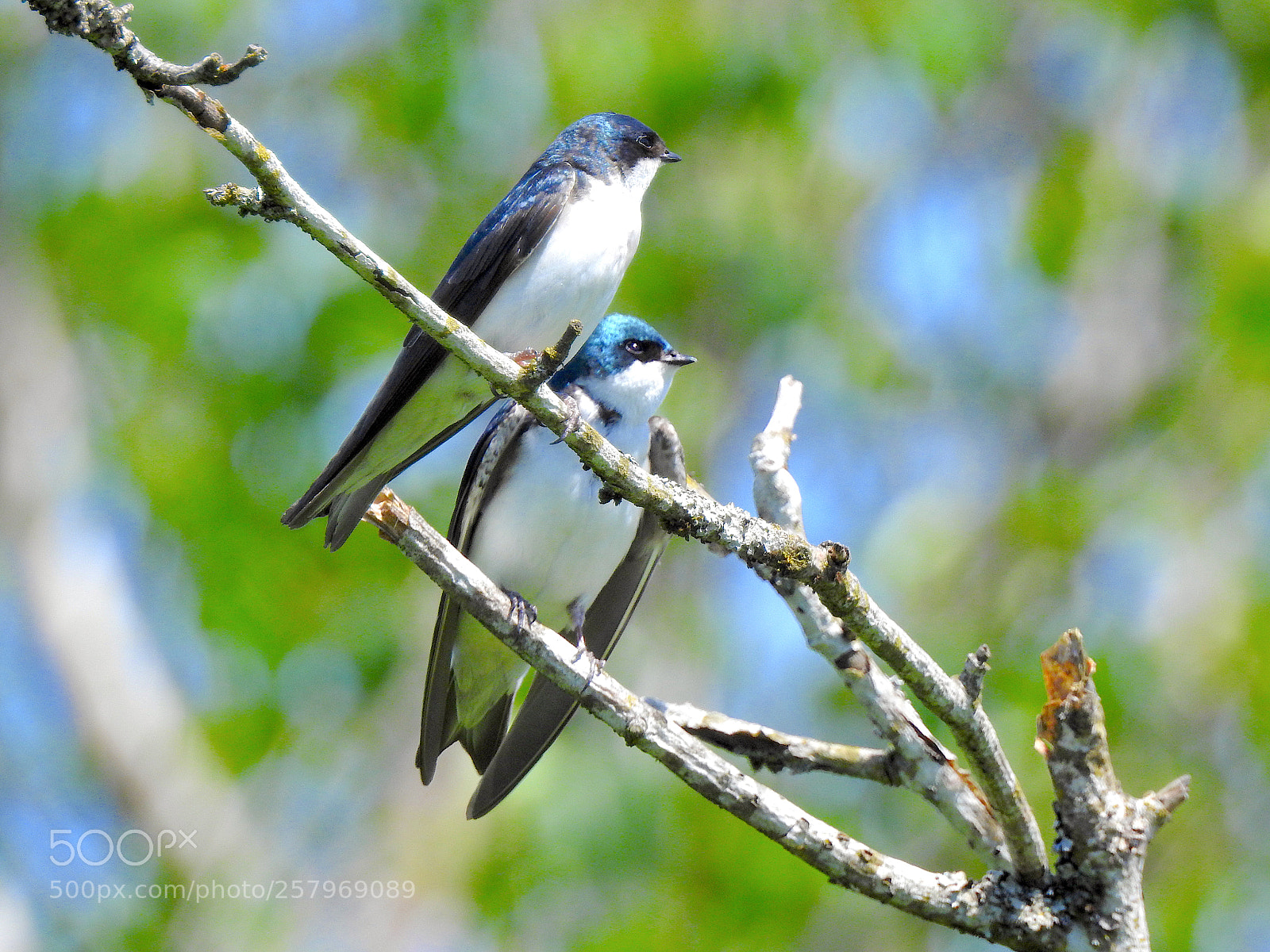 Nikon Coolpix P900 sample photo. Tree swallow photography
