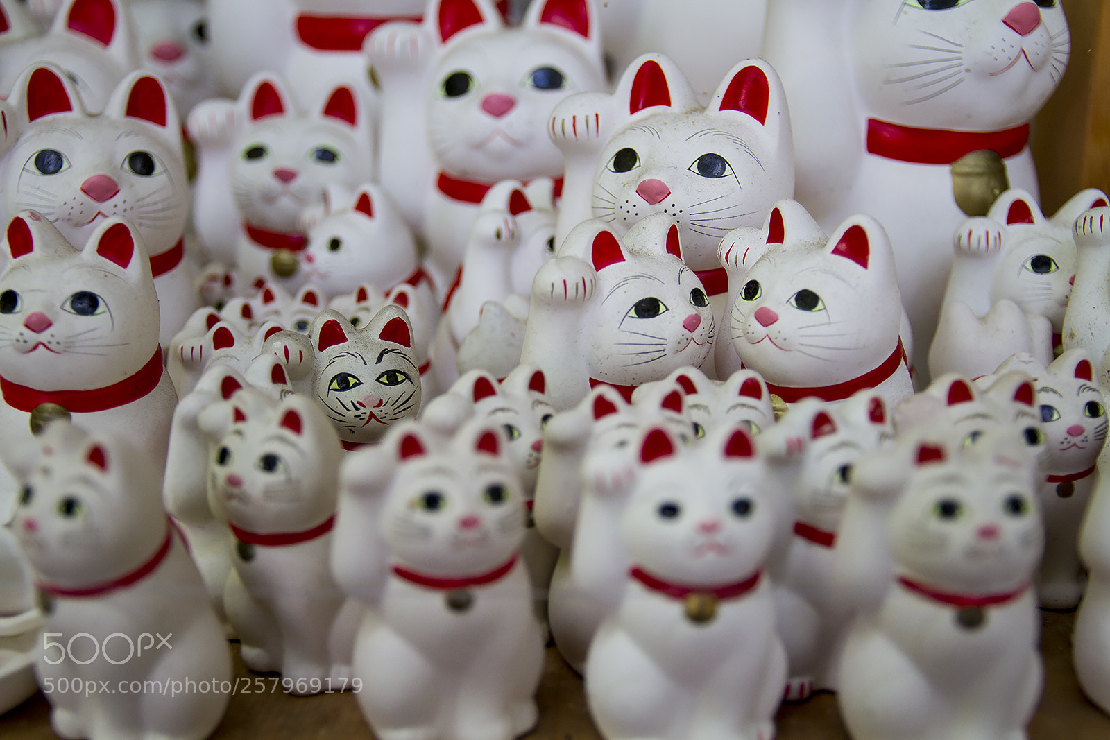 Canon EOS 7D sample photo. 豪徳寺 photography