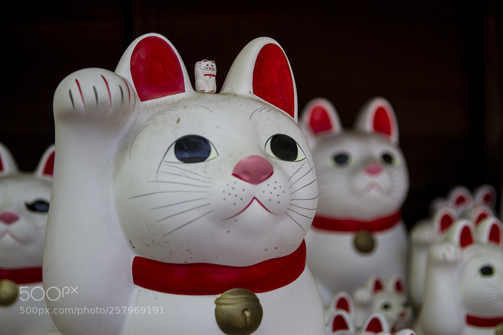 Canon EOS 7D sample photo. 豪徳寺 photography