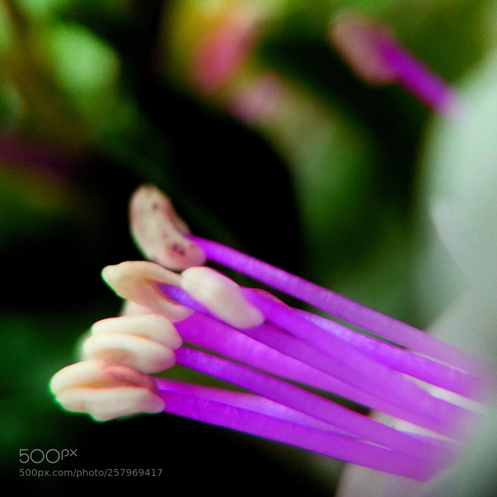 Samsung Galaxy S7 Edge sample photo. Fuchsia stamens photography