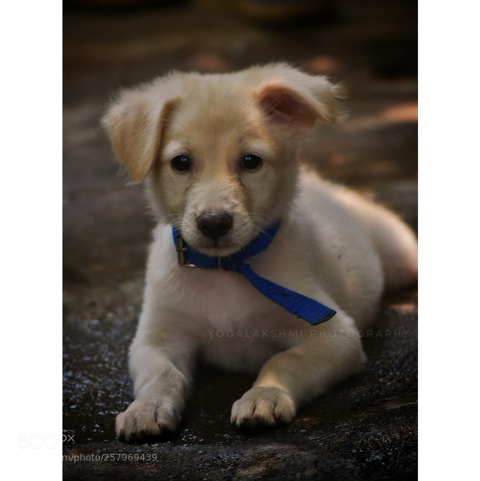 Nikon D3400 sample photo. Puppy photography