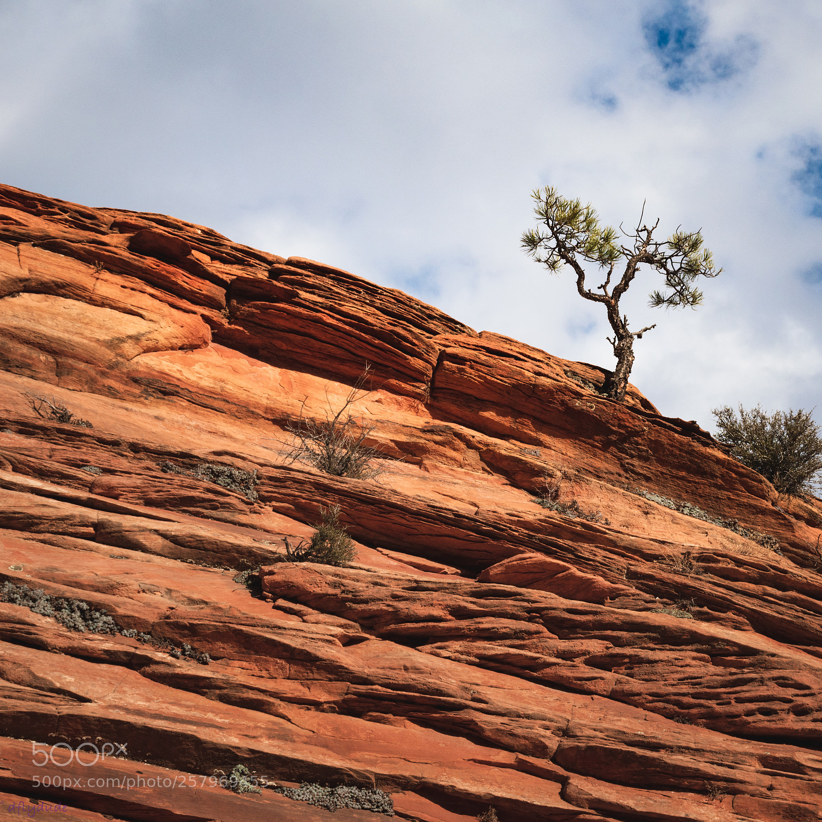 Nikon D5600 sample photo. Lone tree 3352 photography
